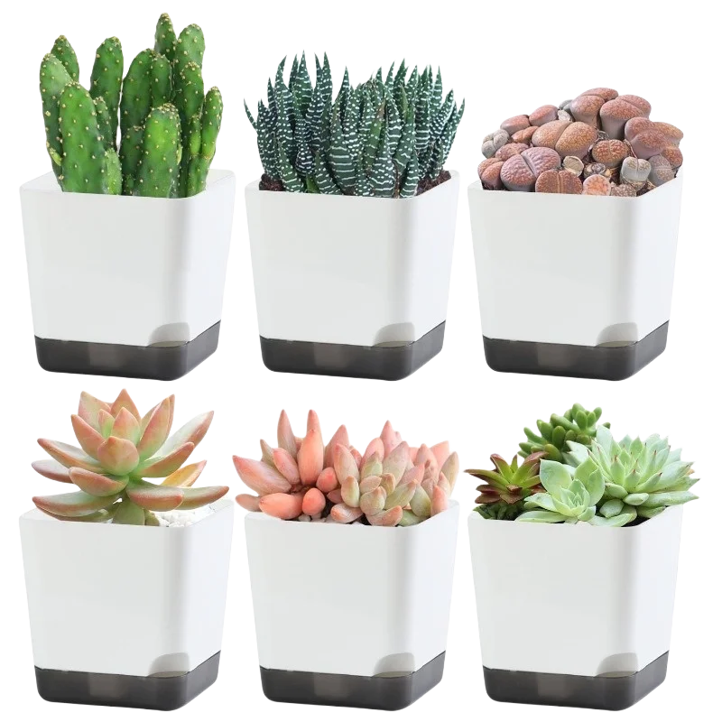 Essential Clear-Base Self-Watering Planters
