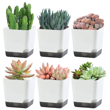 Essential Clear-Base Self-Watering Planters