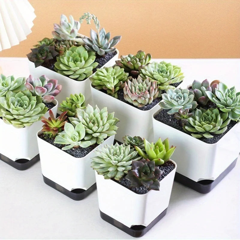 Essential Clear-Base Self-Watering Planters