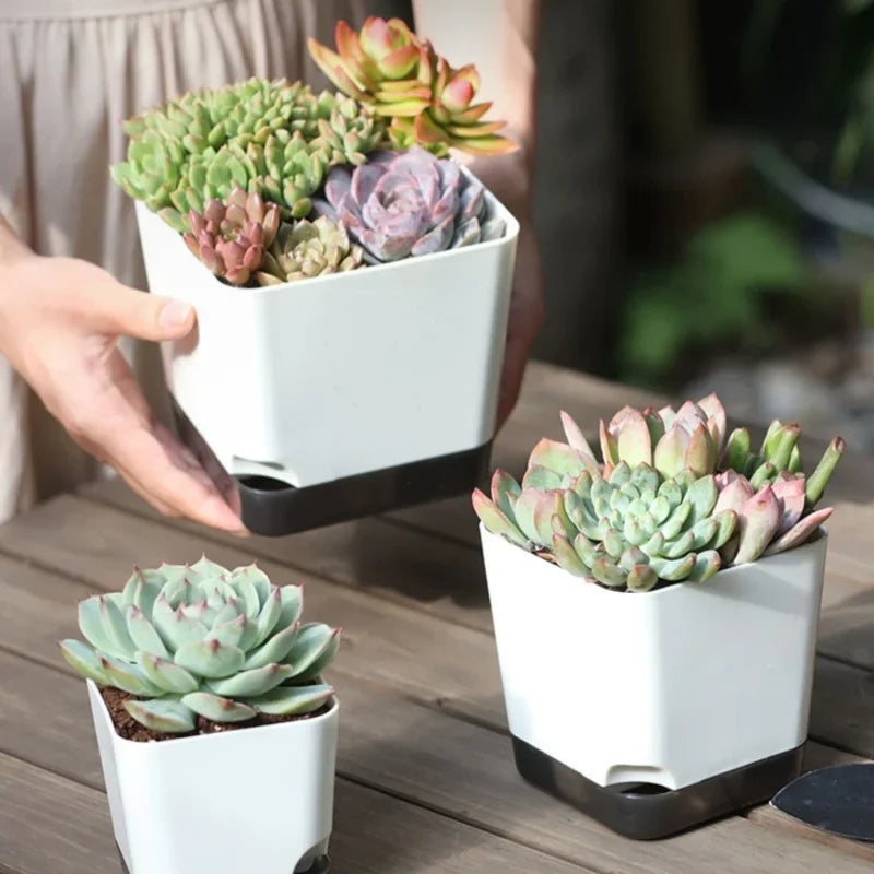 Essential Clear-Base Self-Watering Planters