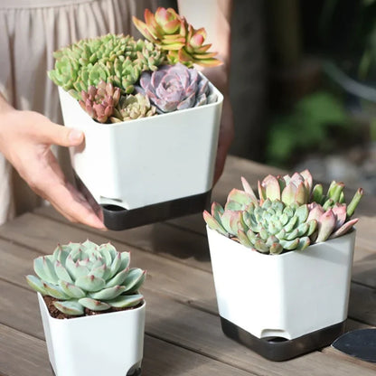 Essential Clear-Base Self-Watering Planters